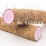 100 Pcs Purple Yam Long Taro Food Plants High Nutrition Organic Vegetables - 6