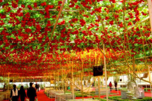 Fresh 50 Pcslot Italian Tree Tomato Bonsai 'trip L Crop' Plants Comb Sh