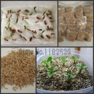 20pcs 100% Fresh Real Adenium Obesum Bonsai Desert Rose Flower Plant Semillas Easy To Grow - 2