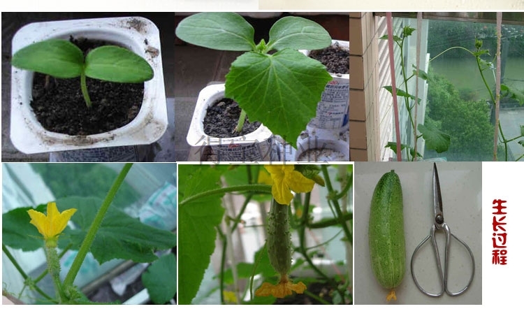 20pcs Cucumber Family Terrace Fruit Seeds For Balcony Patio Outdoor Greenery - 2