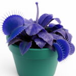 100 Pcs Potted Blue Insectivorous Plant Bonsai Dionaea Muscipula Rare Venus Flytrap Purify Air - 6
