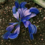 100 Pcs Potted Blue Insectivorous Plant Bonsai Dionaea Muscipula Rare Venus Flytrap Purify Air - 2