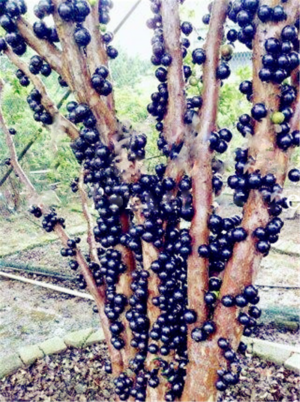 100 Pcs Delicious Fruit Plant Bonsai Tree Family Jabuticaba Novel Brazilian Grape