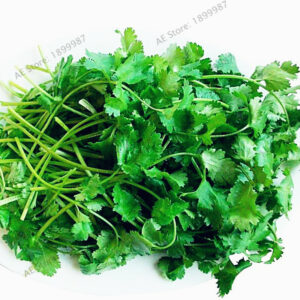 30pcsbag Coriander Bonsai Seasons Parsley Flores Organic Vegetable Plantas Plant Home Garden - 2