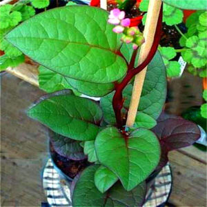 A Bag 200pcs Spinach Plants Salad Leaves Taste Non-gmo Diy Home Garden Plant Bonsai Fruit Vegetable Farm P