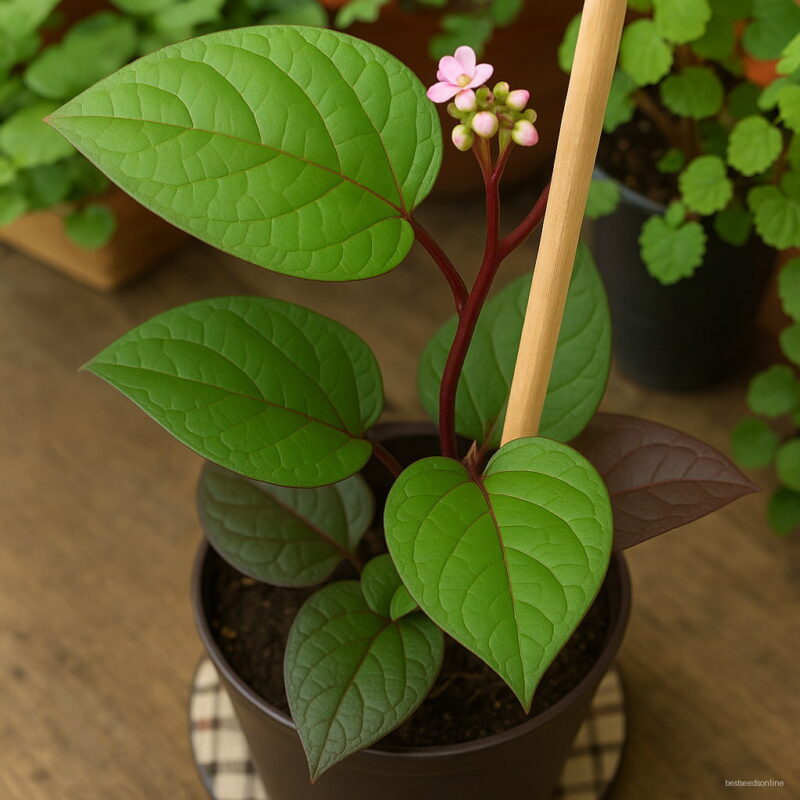 A Bag 200pcs Spinach Plants Salad Leaves Taste Non-gmo Diy Home Garden Plant Bonsai Fruit Vegetable Farm P