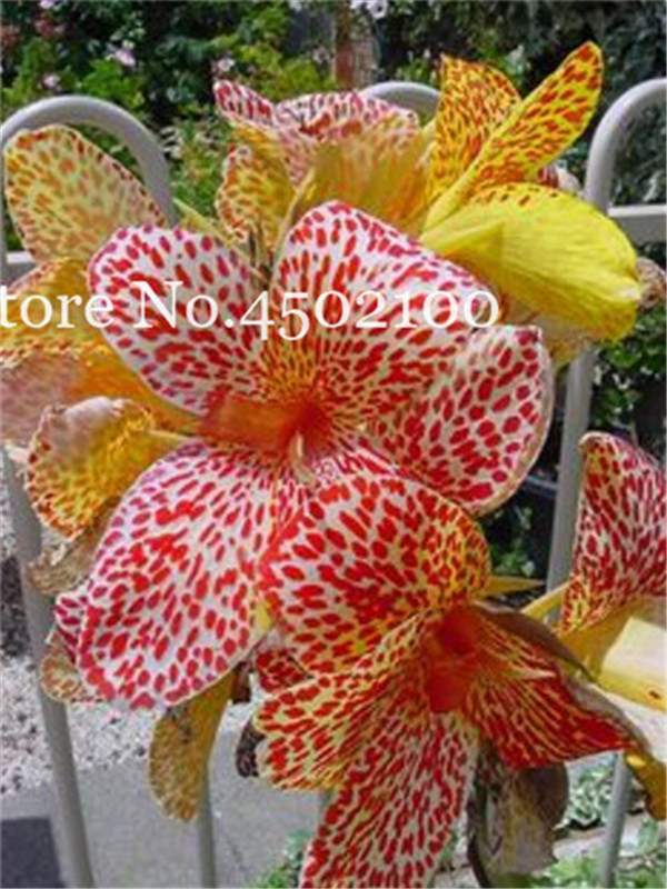 50piece Vibrant Canna Lily Kit Suitable For Indoorsoutdoors High Germination Rate Variety Of Colors Beautiful Blooms - 5