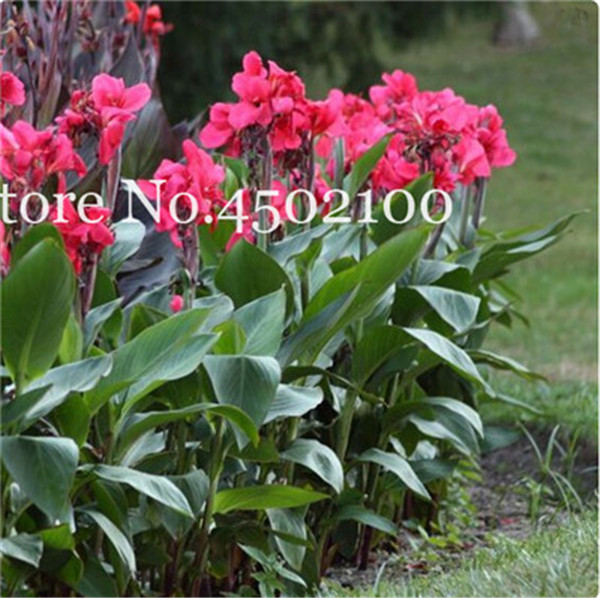 50piece Vibrant Canna Lily Kit Suitable For Indoorsoutdoors High Germination Rate Variety Of Colors Beautiful Blooms - 1