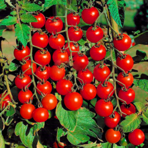 Sale!100pcs Greek Hanging Tomato Bonsai Heirloom Sweet Gardening Plantas Plants Non Gmo Fruit Vegetable Flores Home Gar