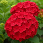 40pcs Bag Vanilla Strawberry Hydrangea Flower Planting Bonsai Tree Macrophylla Home Garden - 5