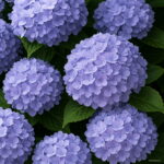 40pcs Bag Vanilla Strawberry Hydrangea Flower Planting Bonsai Tree Macrophylla Home Garden - 4