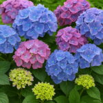 40pcs Bag Vanilla Strawberry Hydrangea Flower Planting Bonsai Tree Macrophylla Home Garden - 3