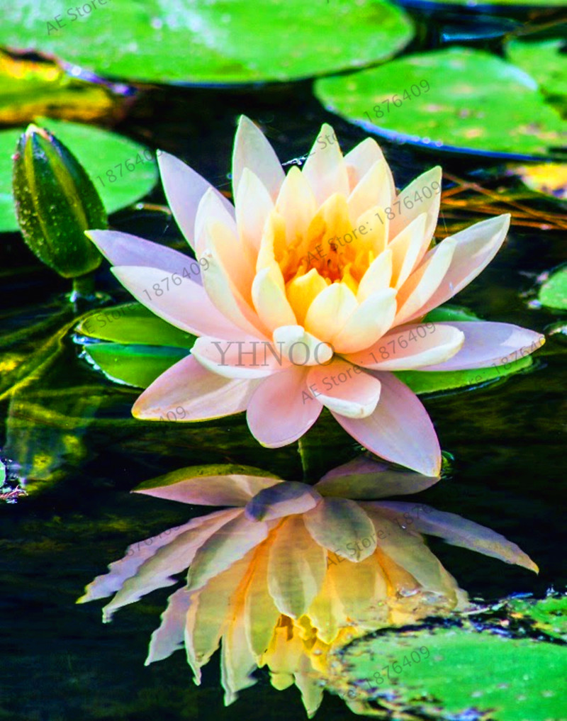 10 Piece Set Of Unique Aquatic Water Lily Lotus Flowers Authentic Rainbow Colors - 4