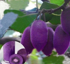 100pcs Varieties Purple Heart Kiwi Bonsais Fruit Tree Bonsai Home Amp Garden