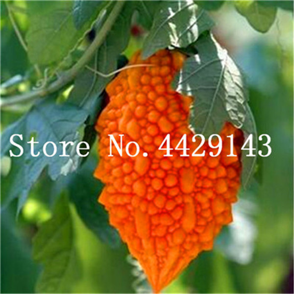 10piece Set Of Unique Rare Balsam Pear Bitter Melon Seeds For Indoor And Outdoor Cultivation - 2