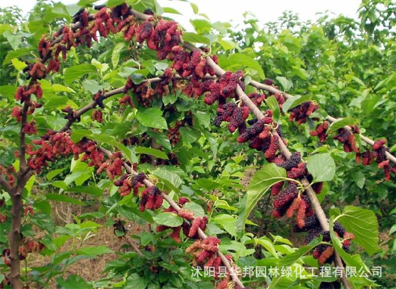 100pcs Blackberry Mulberry Fruit Trees High Growth Rate Perfect For Outdoor Landscaping - 3