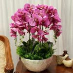 100pcsseedsbag Hydroponic Orchid Bonsai Indoor Flowers Plants Four Seasons Phalaenopsis Orchids Home Gard - 6