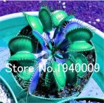 Flytrap 100pcs Succulent Insect Catching Plant Enchantress Carnivorous Desk Pot Bonsai Seedsplants Slurperon Flowers - 4