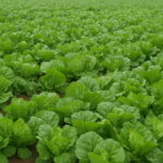 Vegetable Bonsais South Korea Imports 100pcs Imperial Yellow Heart Cabbage - 3