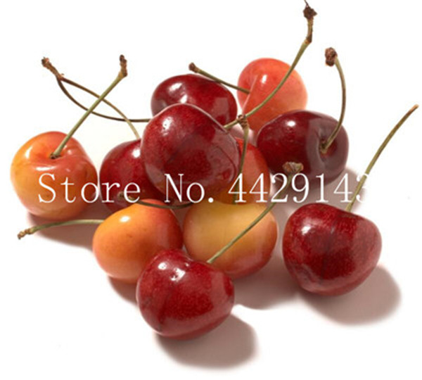 50piece Set Of Rainbowcoloured Cherry Radish 100 Authentic Tasty Vegetable Simple Cultivation - 4