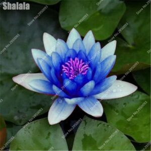 10 Pcs Bag Blooming Lotus Flower Mixed Color Bonsai Hydroponic Plants Potted Aquatic Garden Pot Planters - 2