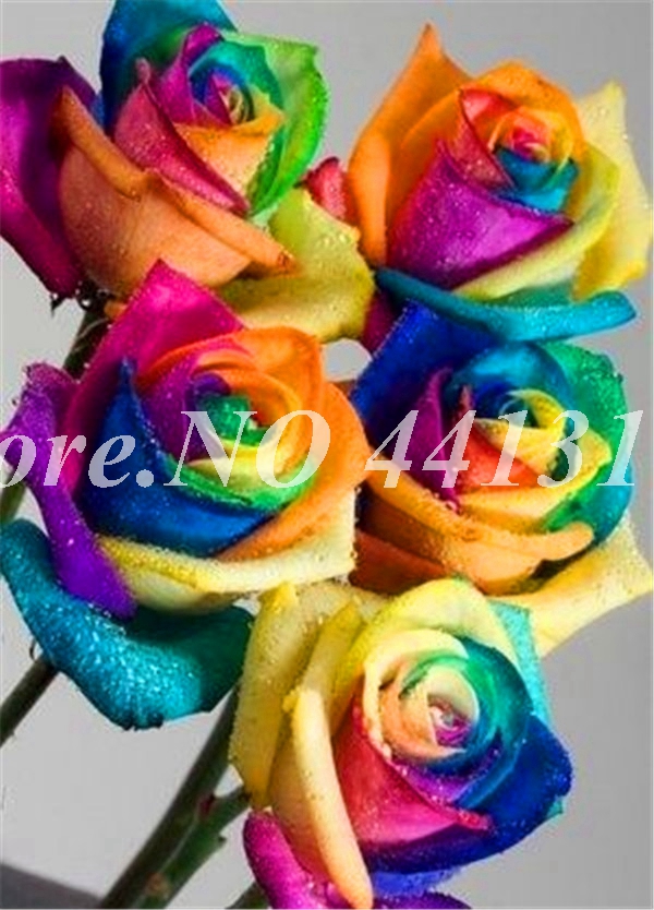 500pcs Snow Rose Flower Seeds Style Outdoor Flourishing Aroma Rosa Flore Effortless Cultivation - 7