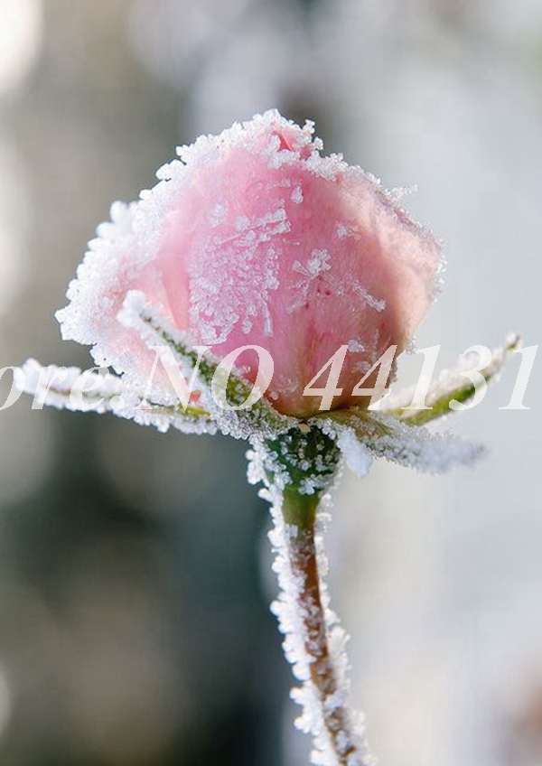 500pcs Snow Rose Flower Seeds Style Outdoor Flourishing Aroma Rosa Flore Effortless Cultivation - 1