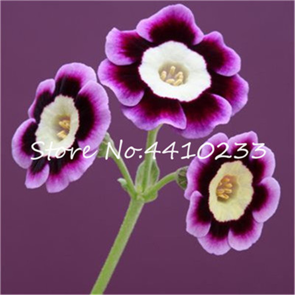 100 Pcs Fresh Evening Primrose Seeds Perennial European Primula Flower For Indoor Balcony Decorations - 6