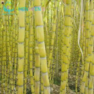 100pcs Succulent Sugar Cane Bonsai Delicious Vegetable Fruits Garden Rich Plants In Four - 2
