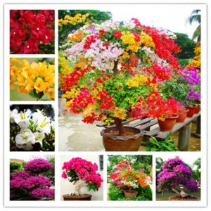 50 Pcs Bonsai Bougainvillea Colorful Flower Variety Complete Budding Rate 95% Hardy Planting Home Garden