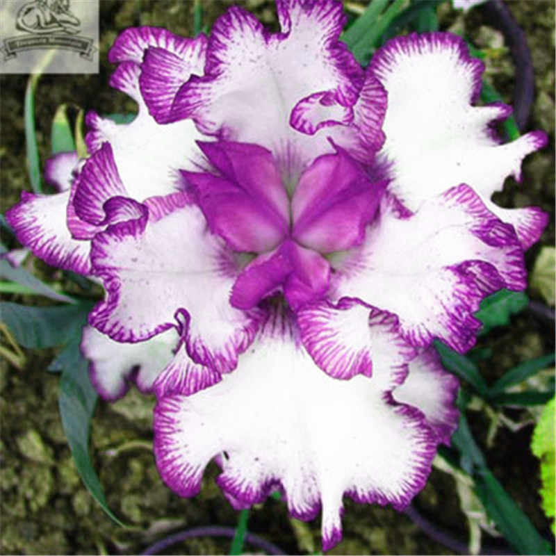 50pcs Exotic Iris Flower Rare Bearded Varieties Ideal For Outdoor Landscaping Diy Projects - 16