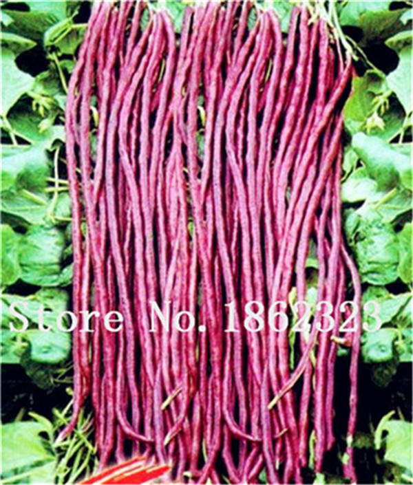 50piece Set Chinese Long Bean Vigna Delicious Veggie For Outdoor Landscaping And Culinary Use - 4