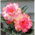 Bonsai Desert Rose Flower Ornamental Plants Balcony Potted Flowers Drawf Adenium Obesum Tree -1 Particles - 3