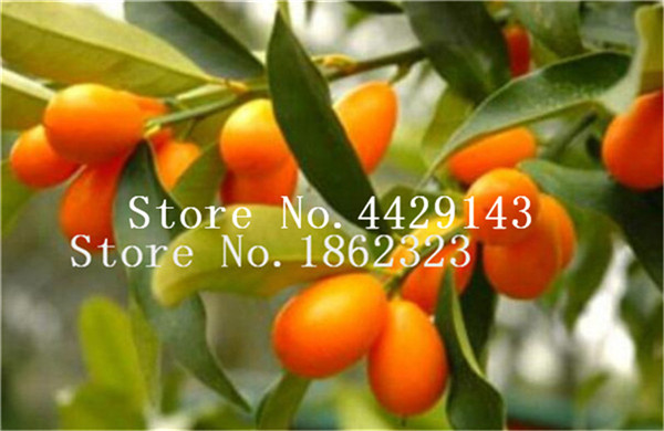 50 Pcs Juicy Kumquat Orange Tree Ideal For Patio Balcony Potted Yields Lots Of Tasty Fruit - 2