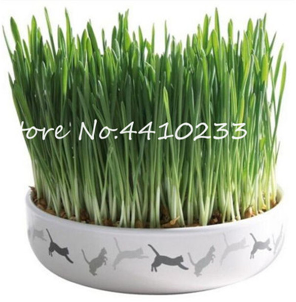 200 Pcs Edible Cat Grass Medicinal Lemongrass Herb Kitchen Vegetable Seeds For Indoor Cultivation - 6