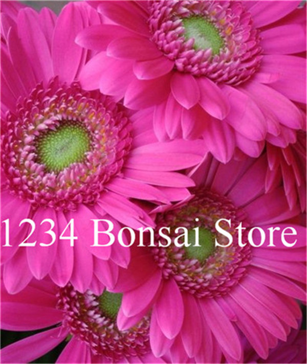 Affordable 100pcs Gerbera Daisy Hybrids Mix Flower Seedlings For Easy Cultivation Vibrant Blooms Ideal For Landscaping - 6