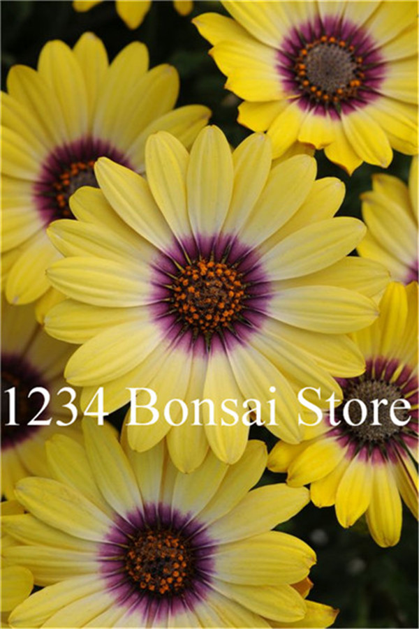 Affordable 100pcs Gerbera Daisy Hybrids Mix Flower Seedlings For Easy Cultivation Vibrant Blooms Ideal For Landscaping - 3