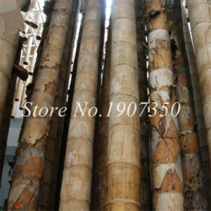 Bonsai 30 Pcs Giant Bamboo Plant Rare Black Moso Bambu Bambusa Lucky Tree Home Amp Garden - 2