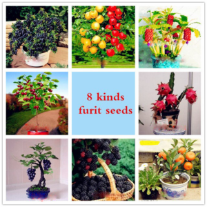 8 Kind Fruit Tree Perennial Non-gmo Garden Plant Delicious Apple Orange Kiwi Cherry