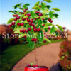 20pcs Cherry