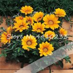 100 Pcsbag Gazania Rigens Flower Bonsai Plants Plantas Home Gardenmixed Colors Rare Perennial Indoor Garden Plant - 2