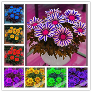 100 Pcsbag Gazania Rigens Flower Bonsai Plants Plantas Home Gardenmixed Colors Rare Perennial Indoor Garden Plant