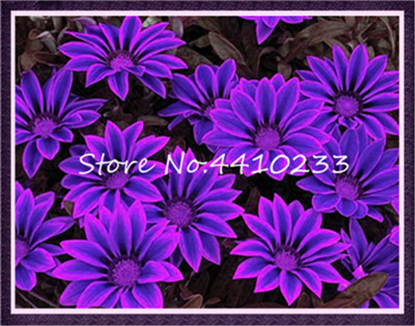 100 Count Gazania Rigens Flower Pack Mixed Colors Rare Perennial Indoor Decorative Flora - 5