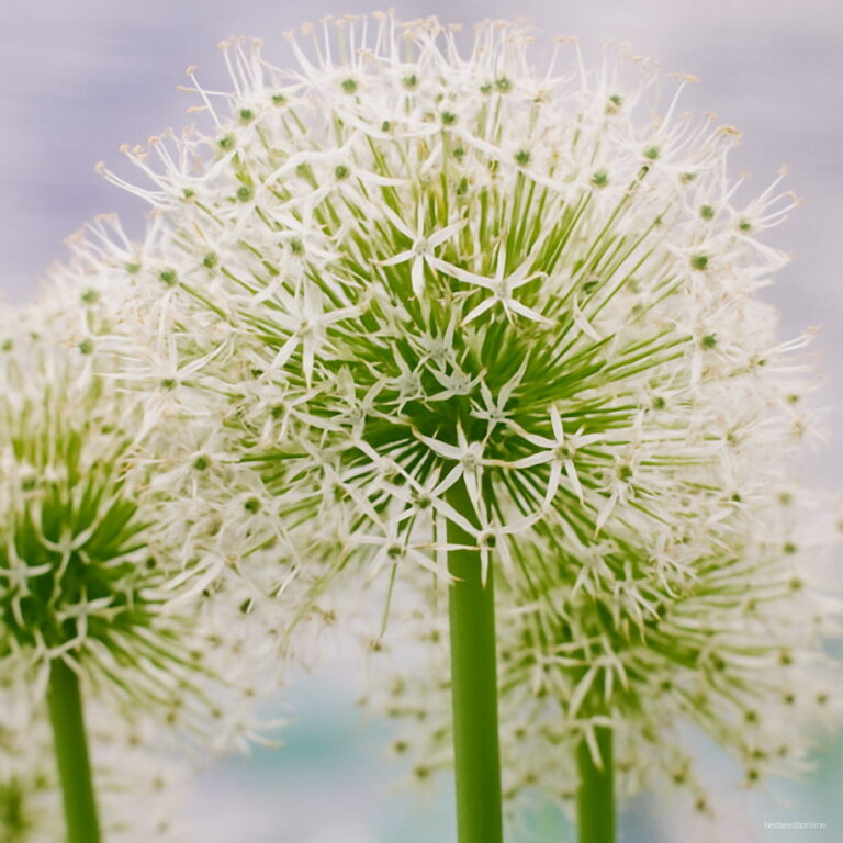Giant Allium Giganteum Flower Seeds 100 Pcs Bag Free Shipping Worldwide