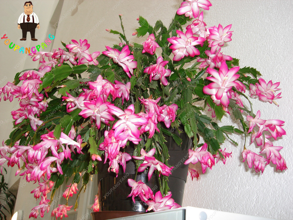 Exotic Zygocactus Truncatus Schlumbergera Orchid Multicolored Blooms 200pc Set For Diy Landscaping Projects - 5