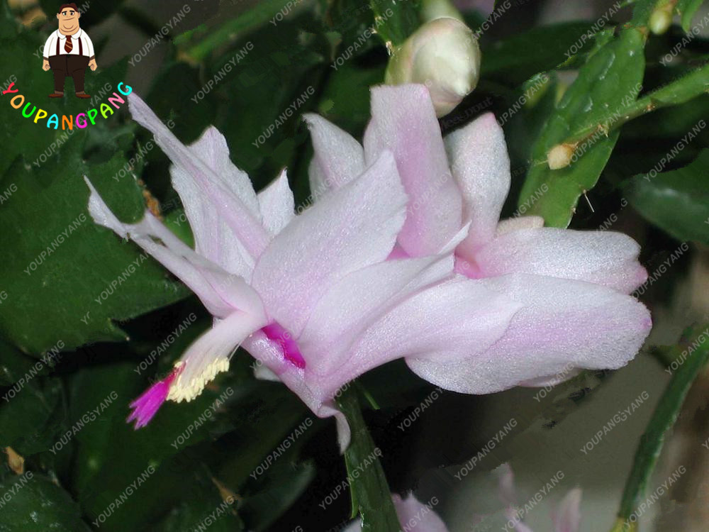 Exotic Zygocactus Truncatus Schlumbergera Orchid Multicolored Blooms 200pc Set For Diy Landscaping Projects - 3