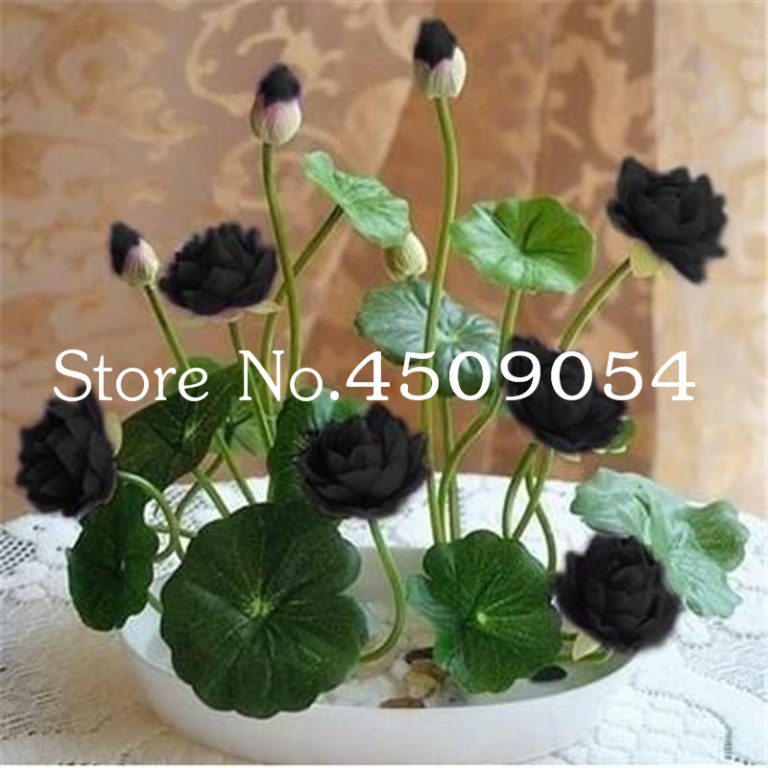 Lotus Bowl Glass Lotus Flower Bowl Lotus Bowls For