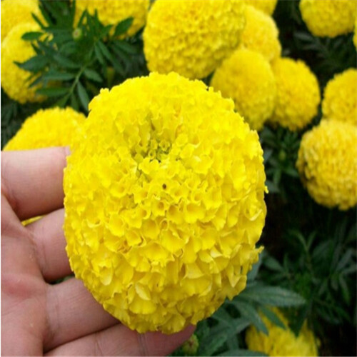 Huge Rare 200 Pcs Marigold Chrysanthemum Flowers Four Season Balcony Greenery Indooroutdoor Use - 7