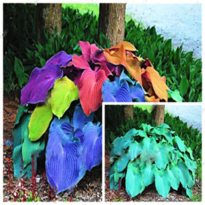 100pcsbag Hosta Plants Perennials Lily Flower Full Home Garden