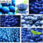 100% Genuine 1000pcspack Organic Delicious Blueberry Berry Fruit Bonsai Plant Home Courtyard Balcony Garden - 4